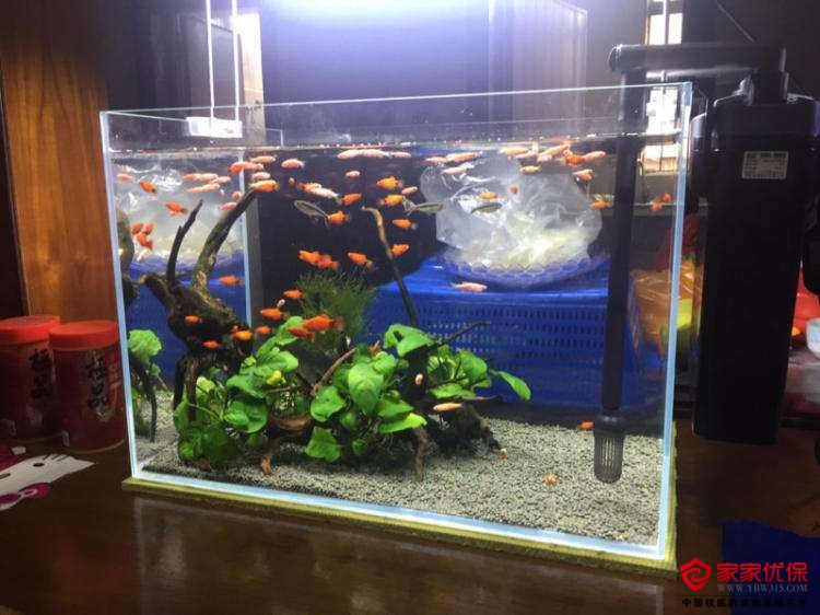 办公室养鱼有什么讲究？办公室养什么盆栽植物好