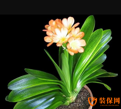 招财植物